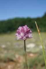 Allium rotundum jajlae