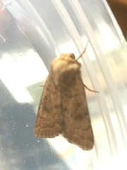 Hoplodrina octogenaria