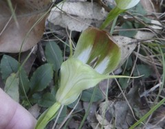 Pterostylis baptistii