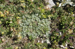 Teucrium montanum jailae