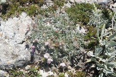 Convolvulus calvertii