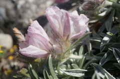 Convolvulus calvertii