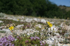 Helianthemum oelandicum orientale