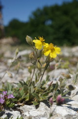 Helianthemum oelandicum orientale