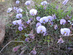 Lotononis complanata