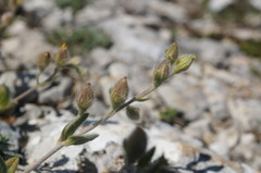 Helianthemum oelandicum orientale