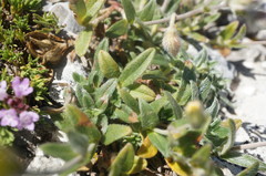 Helianthemum oelandicum orientale