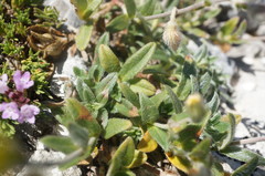 Helianthemum oelandicum orientale