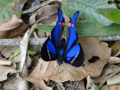 Rhetus periander eleusinus