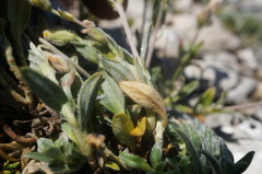 Helianthemum oelandicum orientale