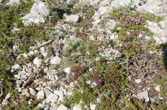 Asperula supina caespitans