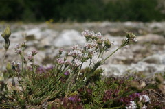 Asperula supina caespitans
