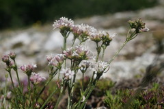 Asperula supina caespitans
