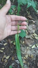 Colchicum umbrosum