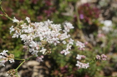 Asperula supina caespitans