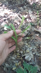 Colchicum umbrosum