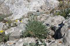 Convolvulus calvertii