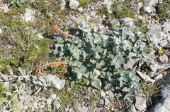 Hedysarum candidum