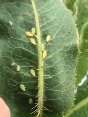 Acyrthosiphon lactucae