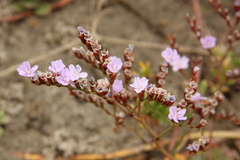 Limonium duriusculum