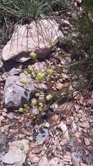 Prangos trifida