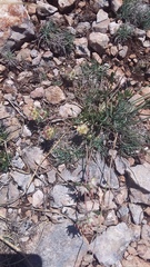 Anthyllis vulneraria pulchella