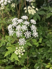 Aegopodium podagraria