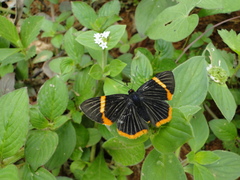 Riodina lycisca lycisca