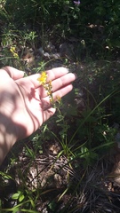 Hypericum linarioides
