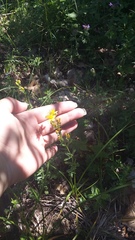 Hypericum linarioides