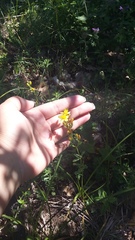 Hypericum linarioides