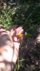 Hypericum linarioides