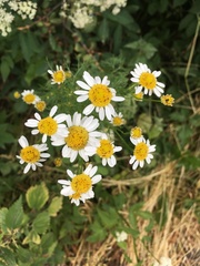 Tripleurospermum inodorum