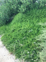 Baccharis pilularis pilularis