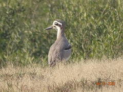 Esacus recurvirostris