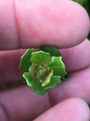 Baccharis pilularis pilularis