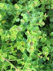 Baccharis pilularis pilularis