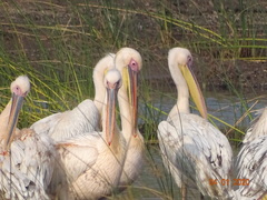 Pelecanus onocrotalus