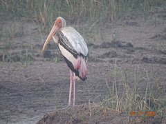 Mycteria leucocephala