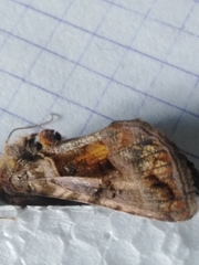 Autographa jota