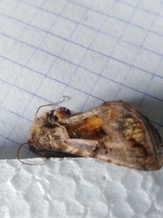 Autographa jota