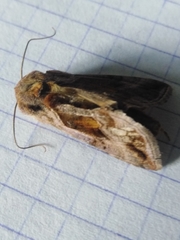 Autographa jota