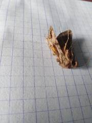 Autographa jota