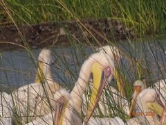 Pelecanus onocrotalus