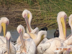 Pelecanus onocrotalus