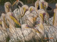 Pelecanus onocrotalus