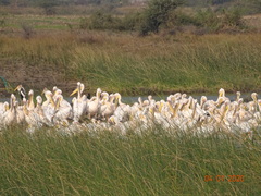 Pelecanus onocrotalus