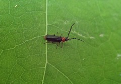 Silis ruficollis