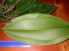 Miconia commutata