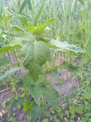 Helianthus tuberosus